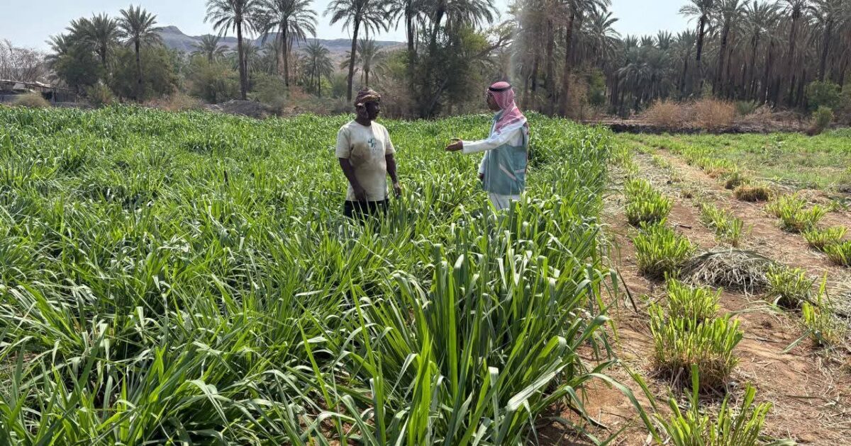 بيئة الكامل ينفذ جولات رقابية وإرشادية على المزارع في المحافظة والمراكز التابعة لها
