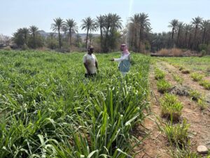 بيئة الكامل ينفذ جولات رقابية وإرشادية على المزارع في المحافظة والمراكز التابعة لها