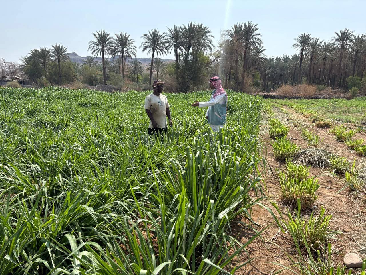 بيئة الكامل ينفذ جولات رقابية وإرشادية على المزارع في المحافظة والمراكز التابعة لها