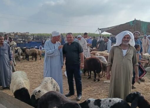 تحصين 213 ألف رأس ماشية منذ انطلاق الحملة القومية الثانية ضد الحمى القلاعية وحمى الوادي المتصدع بالجيزة