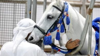 مزاد الخيول العربية بمعرض أبوظبي الدولي للصيد والفروسية