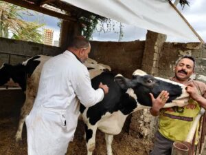 اليوم... إنطلاق فعاليات الحملة القومية للتحصين ضد مرضي الحمى القلاعية والوادي المتصدع بالبحيرة 