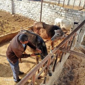 ضمن جهود الطب البيطري خلال الأسبوع الماضي