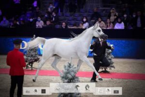 " المملكة العربية السعودية " تجري استعدادتها لإحتضان مهرجان بطولة العالم لجمال خيل الجزيرة بالرياض