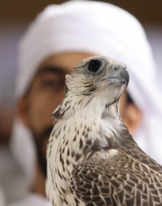 معرض أبوظبي الدولي للصيد والفروسية يدشن نسخته الرابعة من مسابقة ركوب الخيل لأصحاب الهمم