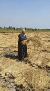  اب. صداام نقيب الفلاحين: ينفي إرتفاع اسعار الارز