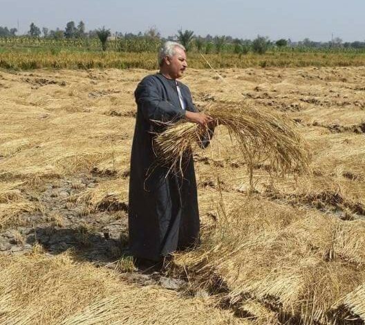 اب. صداام نقيب الفلاحين: ينفي إرتفاع اسعار الارز