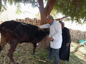 تحصين 188 ألف رأس ماشية منذ انطلاقها ضمن الحملة القومية ضد الحمى القلاعية وحمى الوادي المتصدع