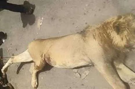 أسد يهاجم حارسه ويلتهمه بحديقه الحيوان بالفيوم