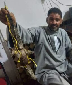 العثور على تمساح في ترعة ابو الأخضر بمنيا القمح شرقيه