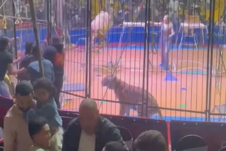 بالصور – تفاصيل ليلة الرعب والدماء في سيرك طنطا !