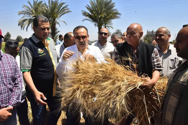 محافظ أسيوط يشهد بدء موسم حصاد القمح "الذهب الأصفر" بإحدى الحقول بقرية درنكه وسط فرحة المزارعين