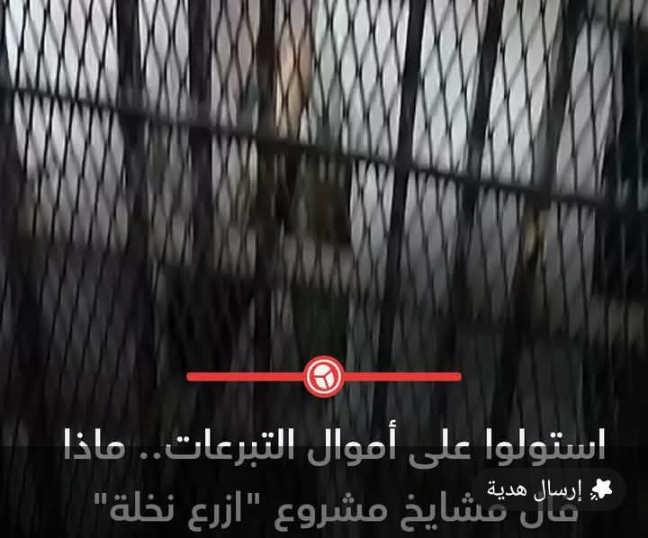 خيوط الخداع تحت ستار التبرع.. تحقيق في شبكة ازرع نخلة الوهمية