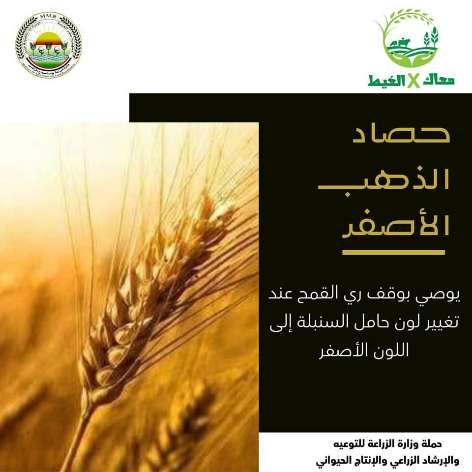 “معاك في الغيط” تقدم نصائح هامة لمزارعي القمح يجب مراعاتها أثناء الحصاد