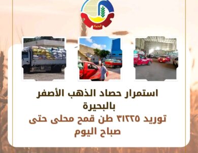 توريد 31225 طنًا من محصول القمح المحلي حتى صباح اليوم