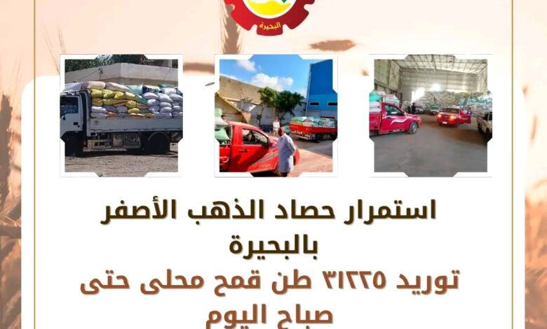 توريد 31225 طنًا من محصول القمح المحلي حتى صباح اليوم