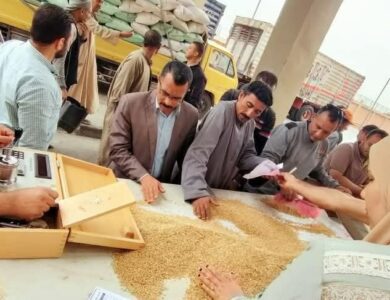 ارتفاع حصيلة توريد القمح المحلي موسم 2025 اليوم الي 21164 طن، 