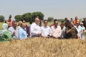 حصاد 30 فدان من القمح بكلية الزراعة بمشتهر