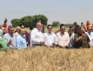 حصاد 30 فدان من القمح بكلية الزراعة بمشتهر 