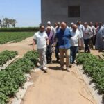 تصدير الفراولة الأورجانيك الي الولايات المُتحدة الأمريكية وكندا وأوروبا ودول الخليج
