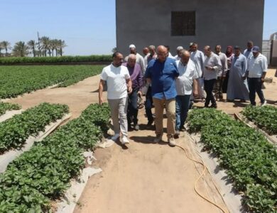 تصدير الفراولة الأورجانيك الي الولايات المُتحدة الأمريكية وكندا وأوروبا ودول الخليج