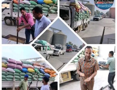 البحيرة:توريد أكثر من ٢٥٤ ألف طن قمح حتى صباح اليوم