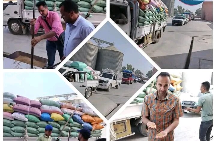 البحيرة:توريد أكثر من ٢٥٤ ألف طن قمح حتى صباح اليوم