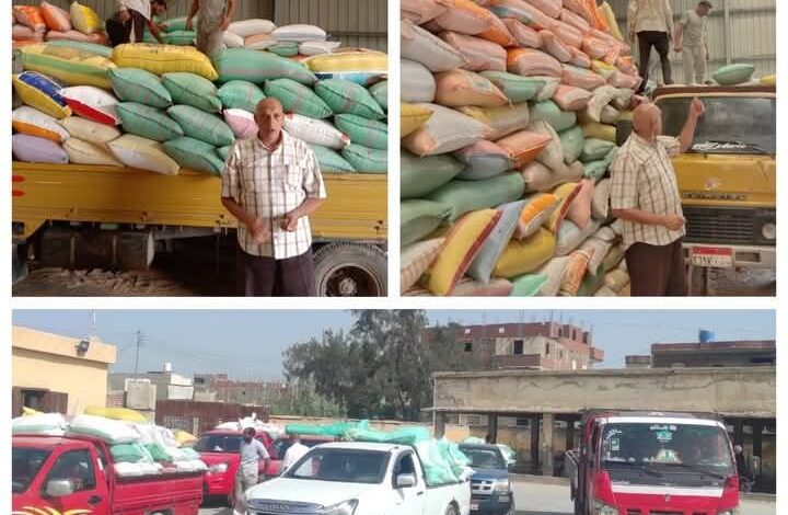 البحيرة:توريد أكثر من ٢٦٧ ألف طن قمح حتى صباح اليوم