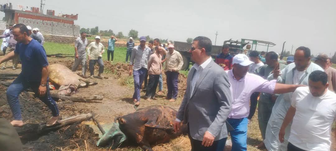 #نفوق 11 رأس ماشية في حريق مزرعة ماشية بقرية بالمحمودية