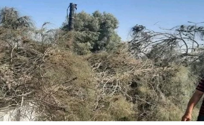 مصرع شخص اثر سقوط شجره عليه بطريق بلبيس الزقازيق