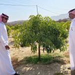 “بيئة أضم” تتابع ميدانيًا مزارع المانجو ضمن برنامج الاستصلاح الزراعي