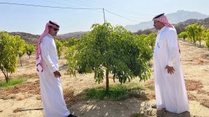 “بيئة أضم” تتابع ميدانيًا مزارع المانجو ضمن برنامج الاستصلاح الزراعي