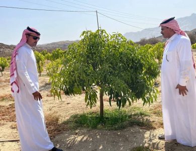 “بيئة أضم” تتابع ميدانيًا مزارع المانجو ضمن برنامج الاستصلاح الزراعي