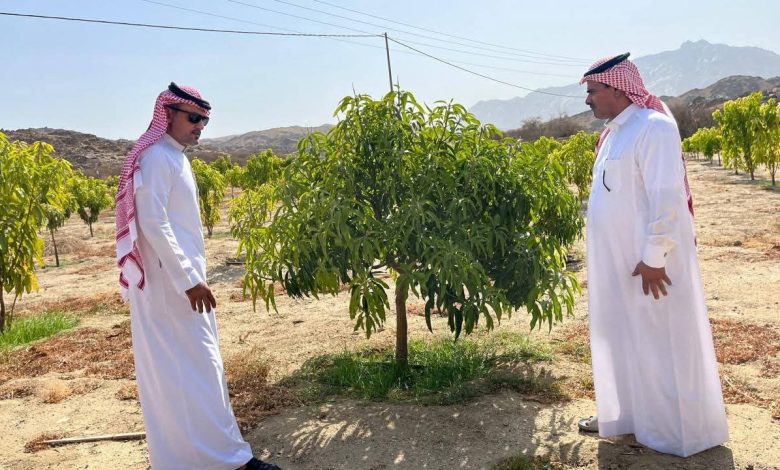 “بيئة أضم” تتابع ميدانيًا مزارع المانجو ضمن برنامج الاستصلاح الزراعي