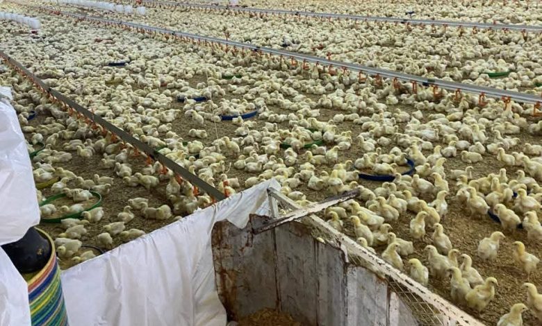 بيئة خليص تضبط عدد من مشاريع الدواجن المخالفة والغير مرخصة