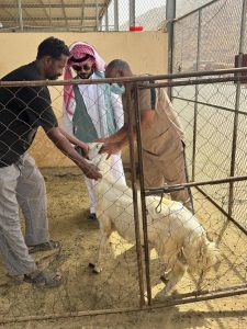 "بيئة أضم" تنفذ ورشة عمل ميدانية للتوعية بصحة المواشي
