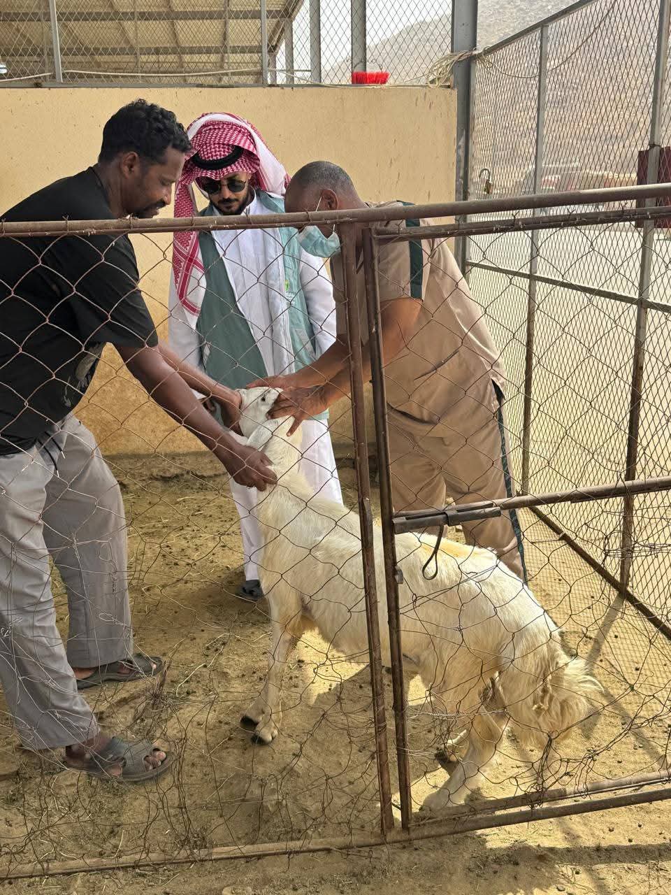"بيئة أضم" تنفذ ورشة عمل ميدانية للتوعية بصحة المواشي