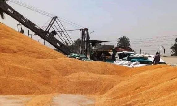 محافظ سوهاج: استقبال أكثر من 185 ألف طن أقماح بالشون والصوامع