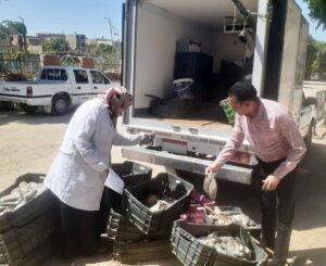 صحة المواطن أولاً: حملات بيطرية مكثفة بسوهاج تضبط 300 كجم أسماك فاسدة وتفحص وجبات المدارس