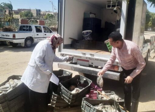 صحة المواطن أولاً: حملات بيطرية مكثفة بسوهاج تضبط 300 كجم أسماك فاسدة وتفحص وجبات المدارس
