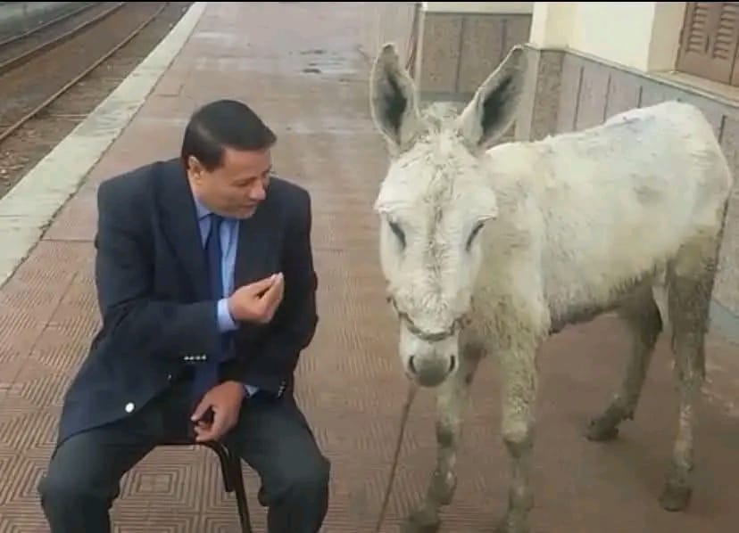 افهم يا حمار