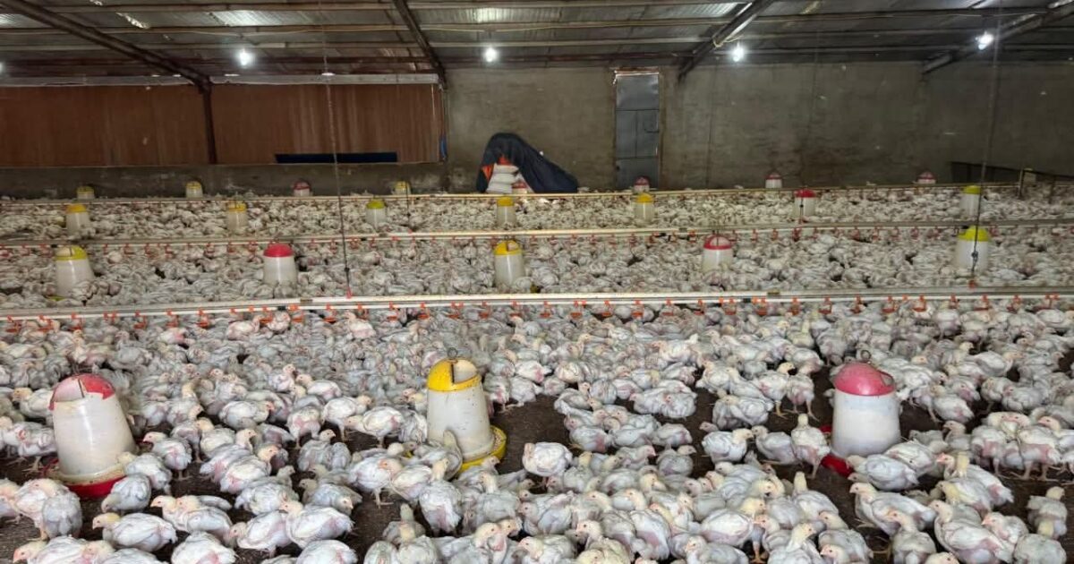 بيئة خليص تضبط مشروعان مخالفين لتربية الدواجن في مزارع غران