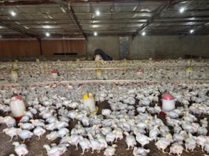 بيئة خليص تضبط مشروعان مخالفين لتربية الدواجن في مزارع غران