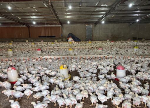 بيئة خليص تضبط مشروعان مخالفين لتربية الدواجن في مزارع غران