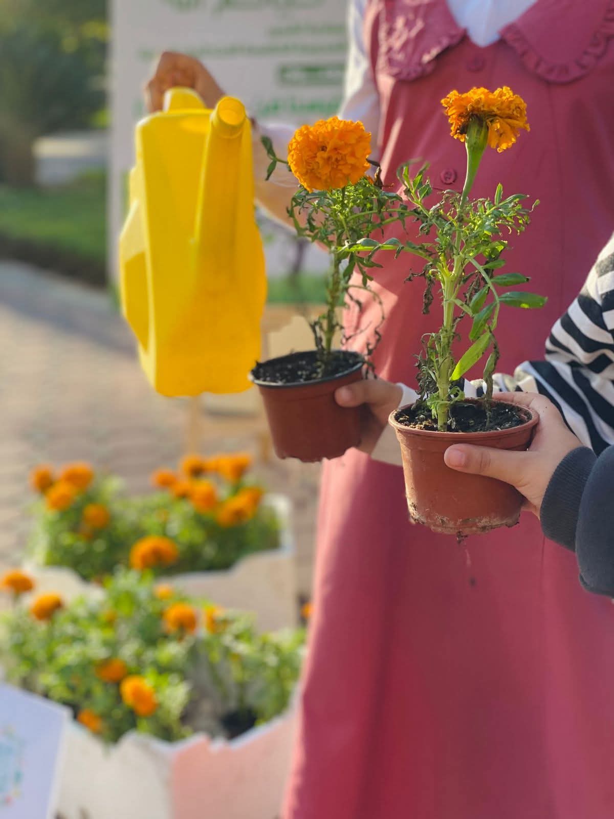 تعليم الطائف يشارك في فعاليات موسم التشجير الوطني 2025م