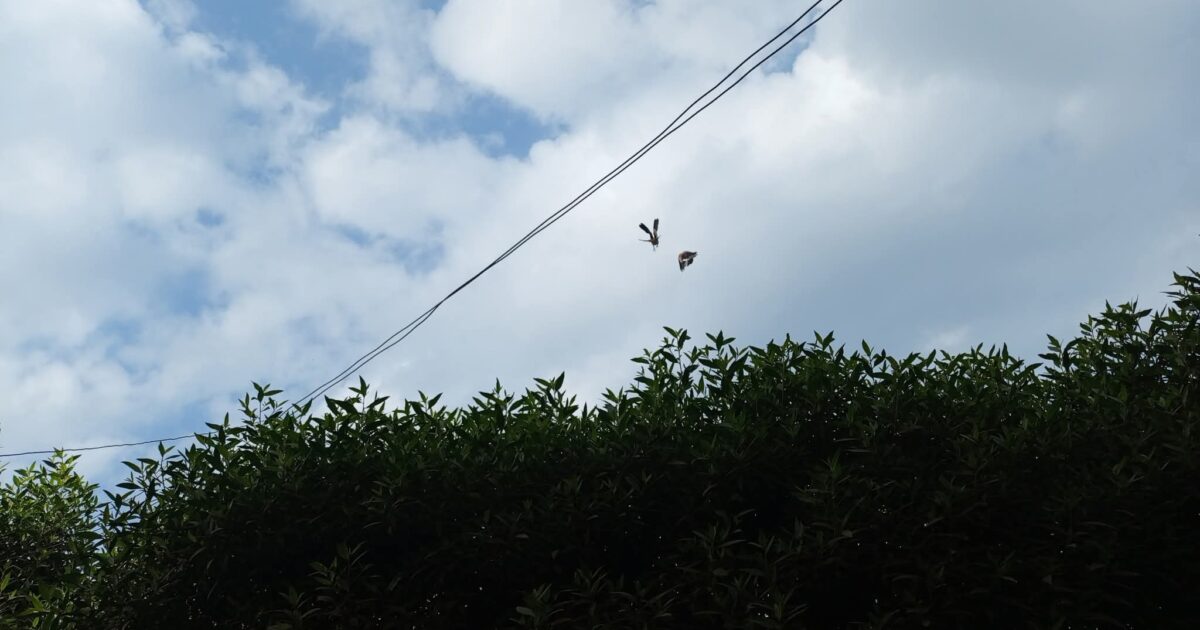 رقصة الطيور تحت سماء نوفمبر… حين يتحدث الخلق بلغة الإيمان