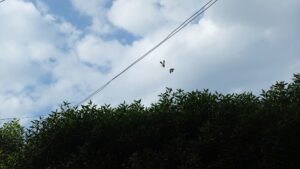 رقصة الطيور تحت سماء نوفمبر… حين يتحدث الخلق بلغة الإيمان