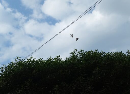 رقصة الطيور تحت سماء نوفمبر… حين يتحدث الخلق بلغة الإيمان