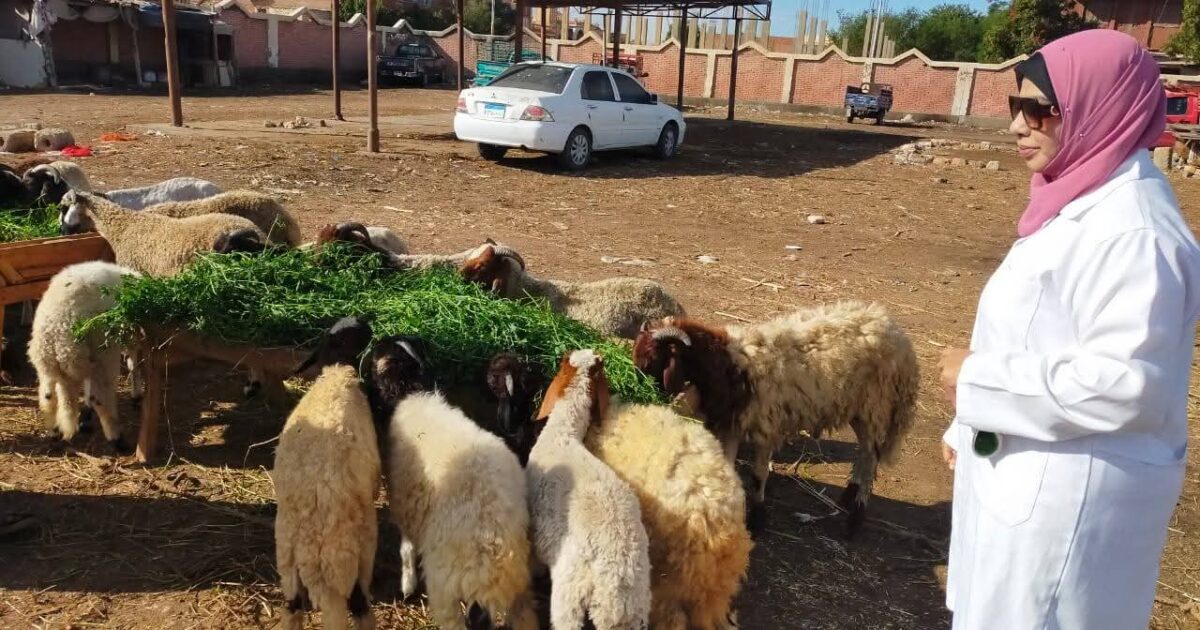 مديرية الطب البيطري بالسويس تكثف حملتها بأسواق الحيوانات الحية لمكافحة الأمراض الوبائية وتحصين الحيوانات