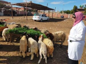 مديرية الطب البيطري بالسويس تكثف حملتها بأسواق الحيوانات الحية لمكافحة الأمراض الوبائية وتحصين الحيوانات